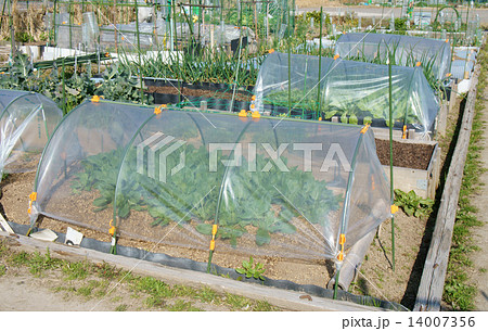 家庭菜園のトンネル栽培 14007356