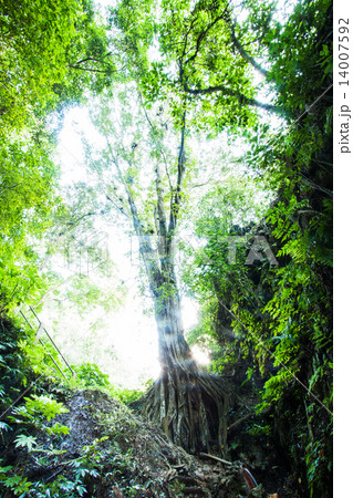 Big tree in the forest east Java, Indonesia 14007592