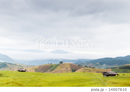 Rice fields in the middle of the mist, Mae Chaem, Chiang Mai, Thailand 14007610