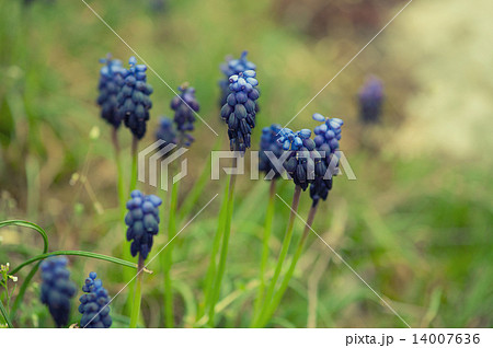 Muscari neglectum Muscari neglectum 14007636