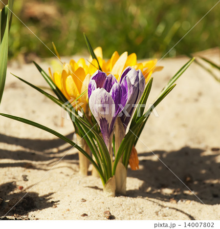 Crocus flower Crocus flower 14007802