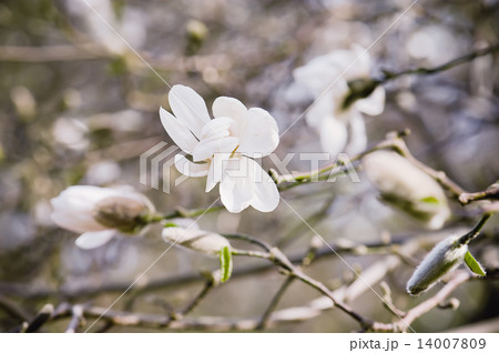 Magnolia white flowers Magnolia white flowers 14007809
