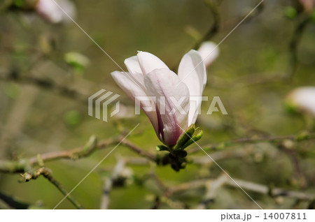 Magnolia white  flowers 14007811