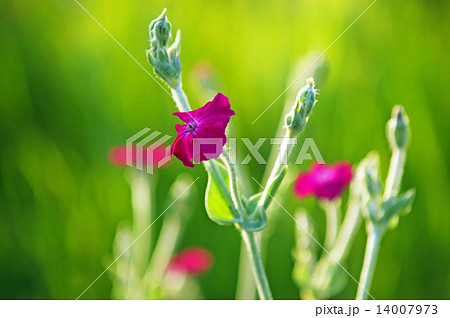 両手を上げたスイセンノウ 両手を上げたスイセンノウ 14007973