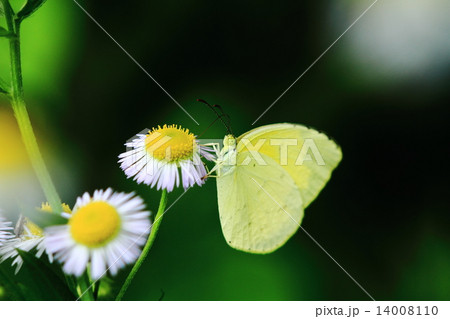 ヒメジョンと黄色い蝶 ヒメジョンと黄色い蝶 14008110