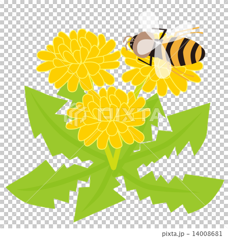 蒲公英和蜜蜂 14008681