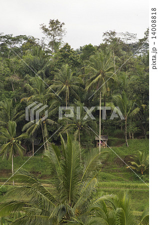 楽園の森 楽園の森 14008818
