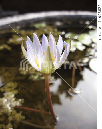 水の華 水の華 14008825