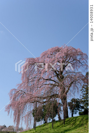 しだれ桜 1 14008931