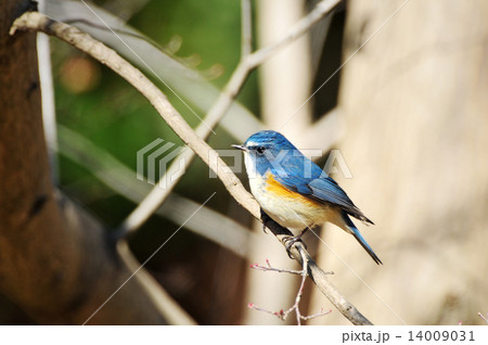 日本のルリビタキ 14009031