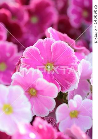 プリムラ・オブコニカ プリムラ・オブコニカ 14009085