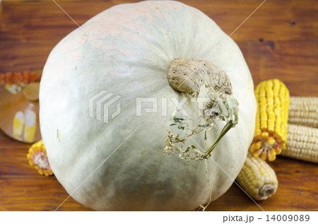 Huge squash and dried corn on a table Huge squash and dried corn on a table 14009089