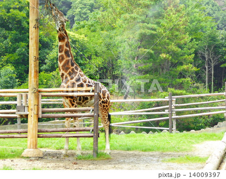 キリン食事 14009397