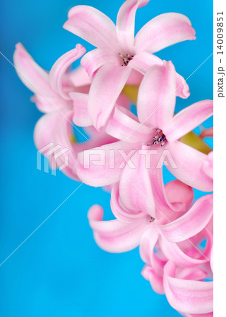 Pink hyacinth on blue 14009851