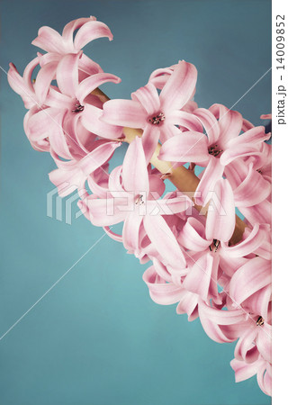 Purple hyacinth on blue background 14009852