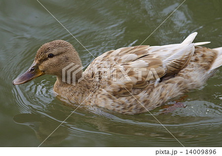 Beautiful Duck swimming and resting in the lake Beautiful Duck swimming and resting in the lake 14009896