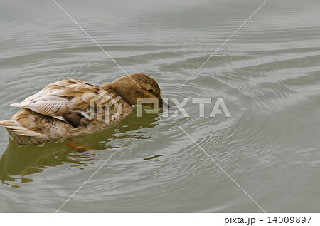 Beautiful Duck swimming and resting in the lake Beautiful Duck swimming and resting in the lake 14009897
