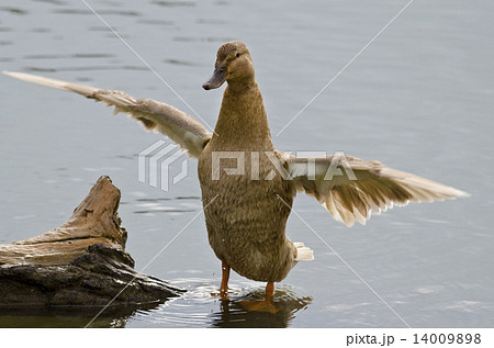 Beautiful Duck sitting near the pond Beautiful Duck sitting near the pond 14009898