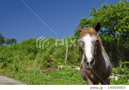 Horse on the road in the summer day in the countryside Horse on the road in the summer day in the countryside 14009905