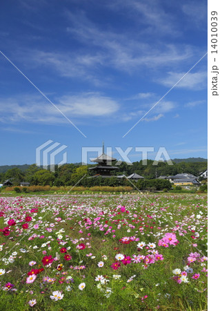 法起寺三重塔とコスモス 14010039