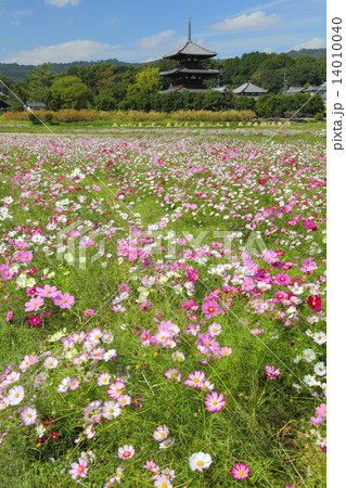 法起寺三重塔とコスモス 法起寺三重塔とコスモス 14010040