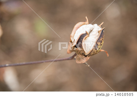 Cotton Plant Close-up 14010505