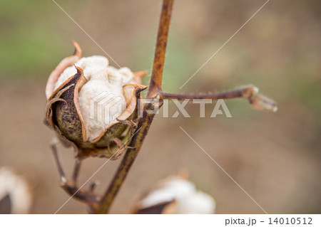 Cotton Plant Close-up 14010512