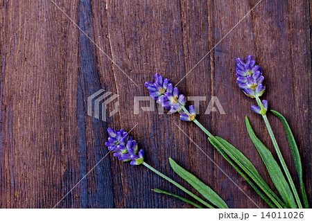 branches of a lavender 14011026