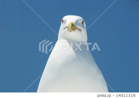 Head of a seagull. Head of a seagull. 14011316