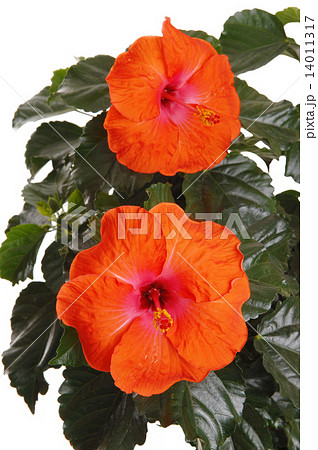 Beautiful hibiscus flowers. 14011317