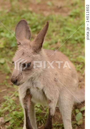 オオカンガルー 14011602