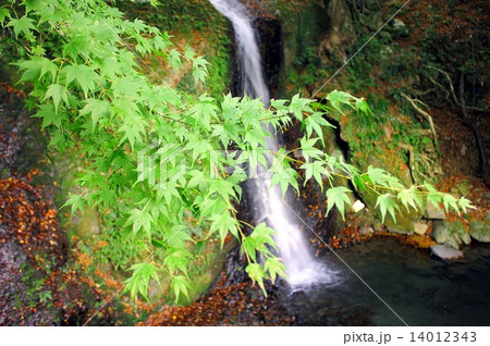 静岡県伊豆半島、鮮やかな緑が燃えるもみじの高原の山合いから小さな滝が流れ落ちる 14012343