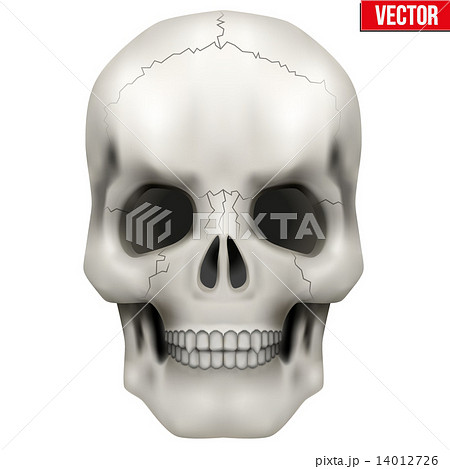 Vector Human skull. Illustration on isolated white background Vector Human skull. Illustration on isolated white background 14012726