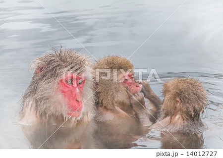 温泉でリラックス　さるの親子　The Japanese monkey  14012727