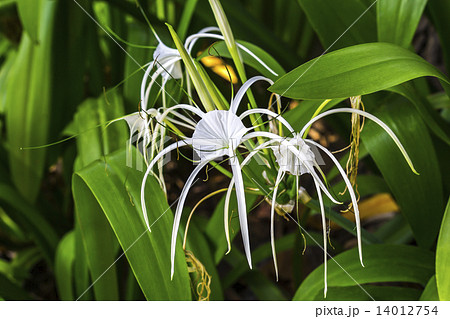 Closeup crinum asiaticum flowers with green leaf 14012754