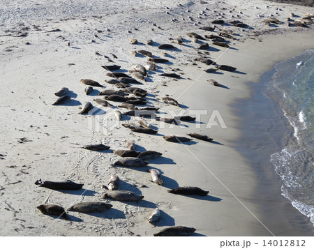サンディエゴ　ラ・ホヤ 14012812