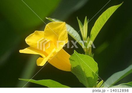 ヒメアリアケカズラ ヒメアリアケカズラ 14012898