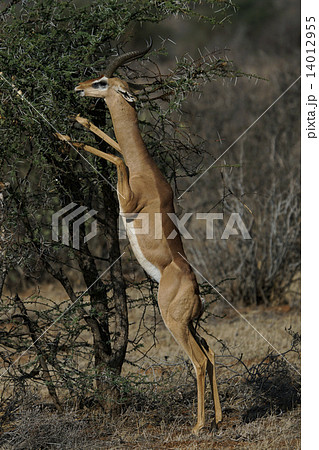 ジェレヌク 14012955