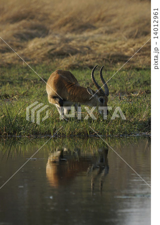 レッドリーチー 14012961