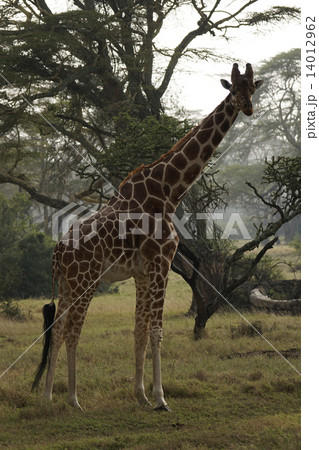 アミメキリン 14012962