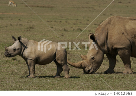 シロサイ 14012963