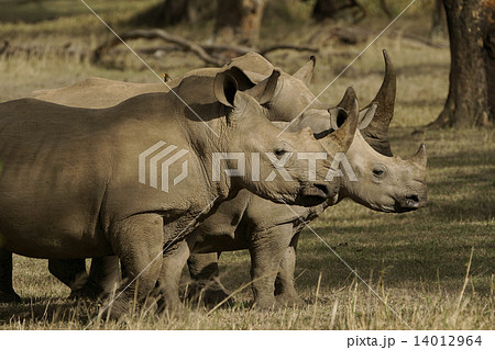 シロサイ 14012964