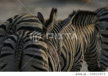 バーデェルサバンナシマウマ 14012973