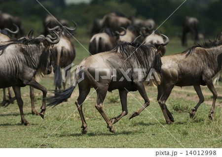 オグロヌー 14012998