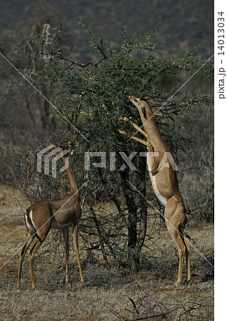 ジェレヌク 14013034