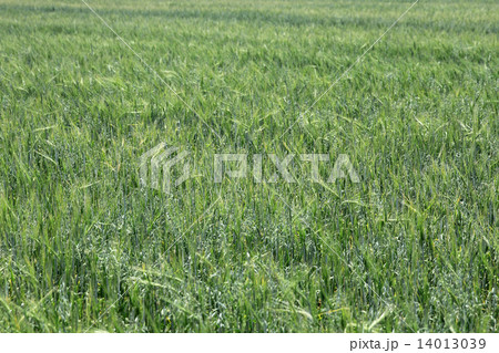 Green wheat on a grain field grass texture background 14013039
