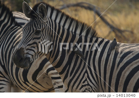 バーデェルサバンナシマウマ 14013040