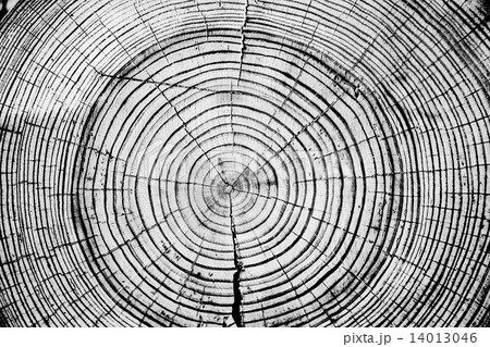 Tree rings saw cut tree trunk background. 14013046