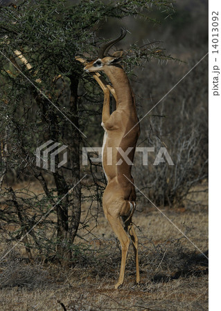 ジェレヌク 14013092