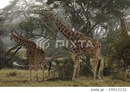 アミメキリン 14013132